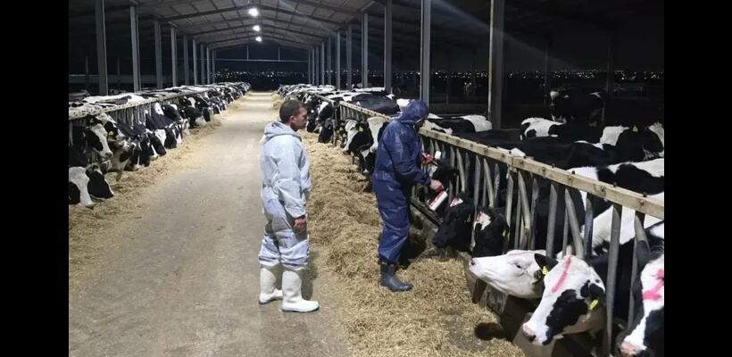 Η παράνομη διακίνηση ζώων πίσω από τη διασπορά του αφθώδους πυρετού