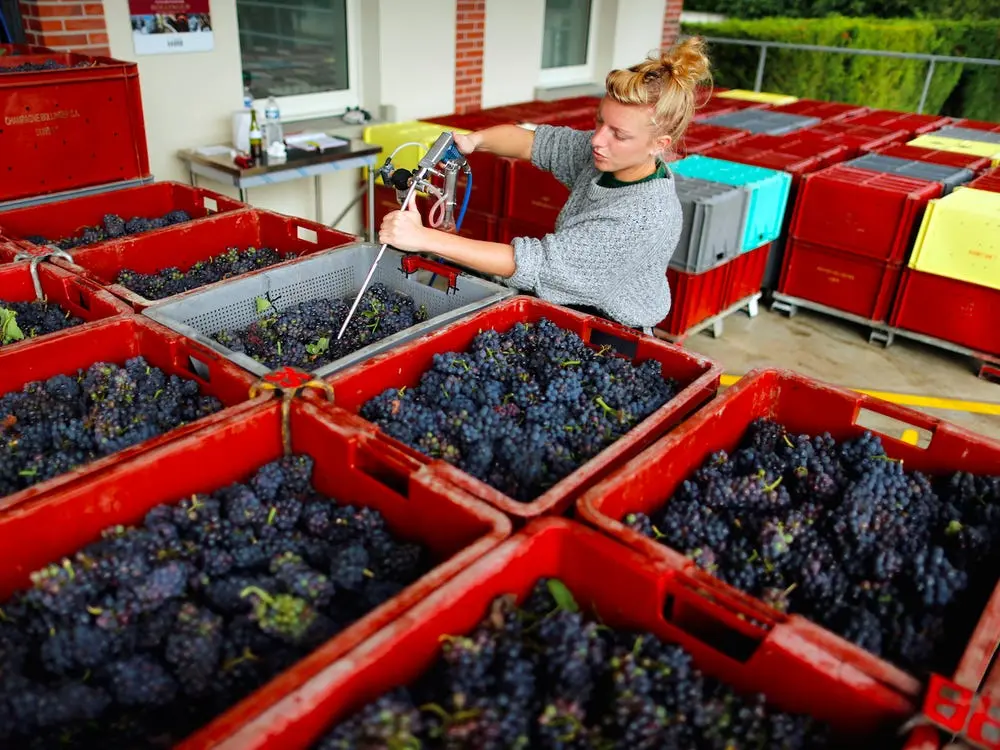 Παγετός και ασθένειες οδηγούν σε αρνητικό ρεκόρ το γαλλικό κρασί