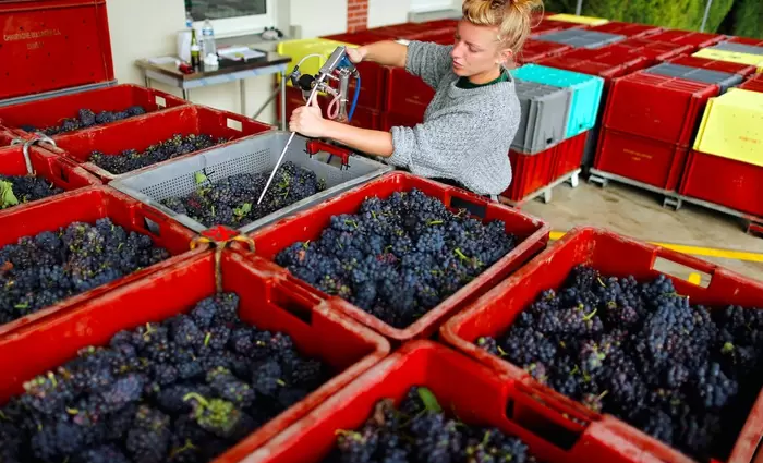 Παγετός και ασθένειες οδηγούν σε αρνητικό ρεκόρ το γαλλικό κρασί