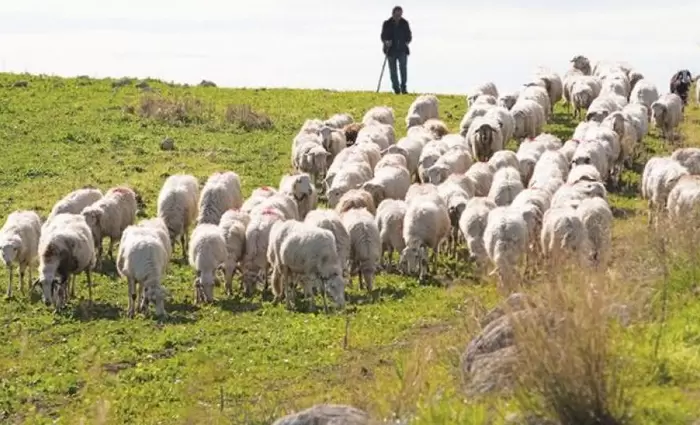 Καδής: Έρχεται η ενίσχυση των €8 εκ. σε κτηνοτρόφους