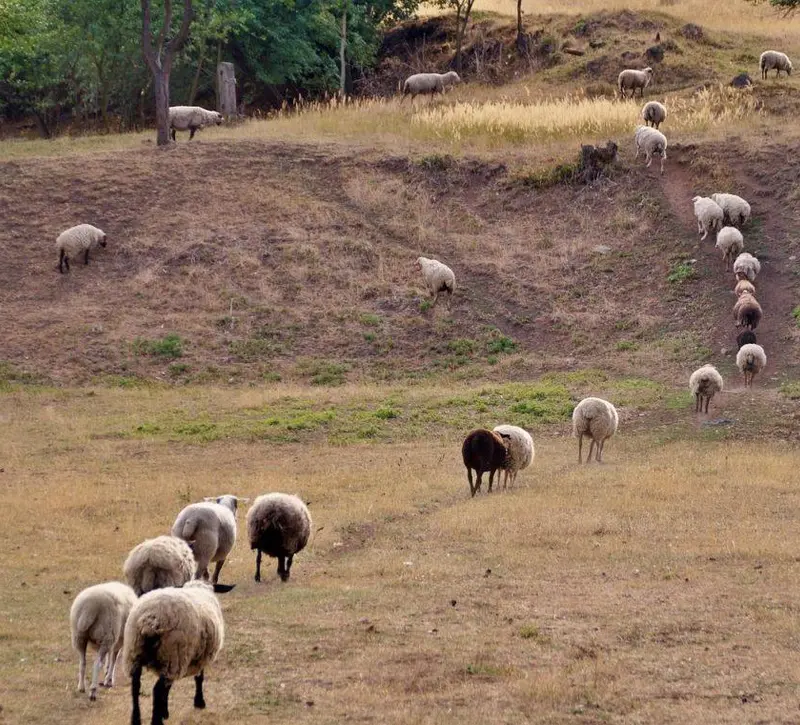 «Επάρκεια κρέατος παρά τον αφθώδη - Προβλήματα στη μεταφορά ζώων για σφαγή»