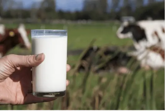 Αυξήθηκαν οι παραδόσεις αγελαδινού γάλακτος τον Νοέμβριο