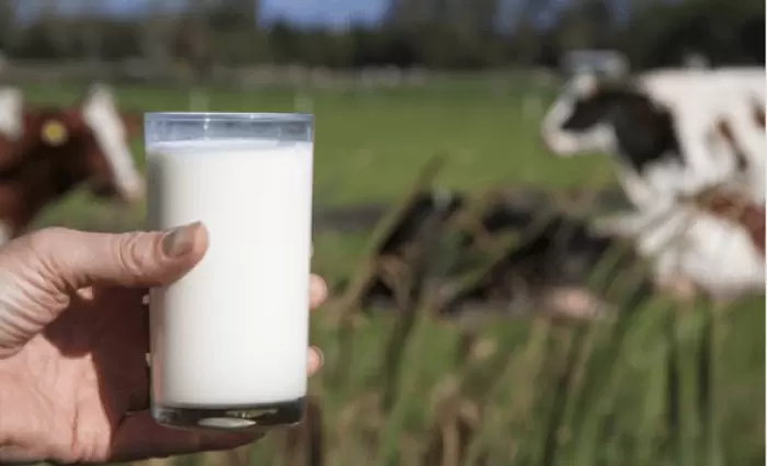 Αυξήθηκαν οι παραδόσεις αγελαδινού γάλακτος τον Νοέμβριο