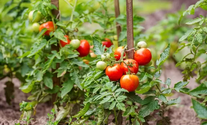 Μέχρι τέλη Νοεμβρίου οι αιτήσεις για προκήρυξη για «ευφυή έλεγχο» καλλιεργειών