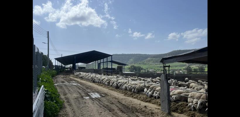 Αφθώδης πυρετός: Στις 70 οι μολυσμένες μονάδες - Νέα κρούσματα σε Λάρνακα και Λευκωσία