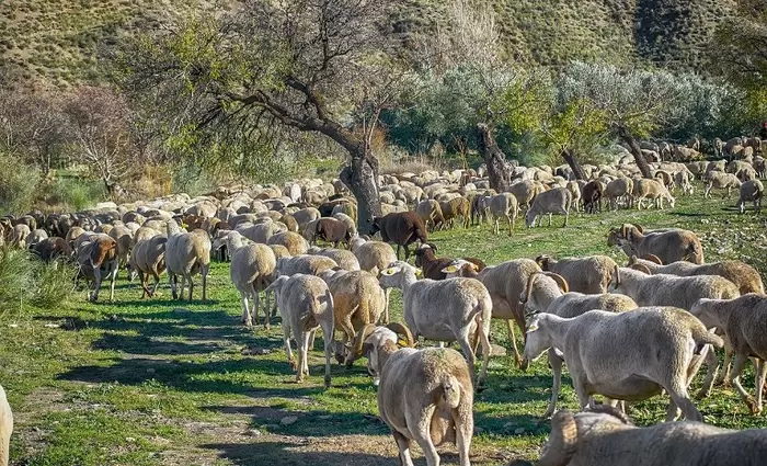 Επικοινωνία Χριστοδουλίδης με Φον ντερ Λάιεν για τον αφθώδη πυρετό