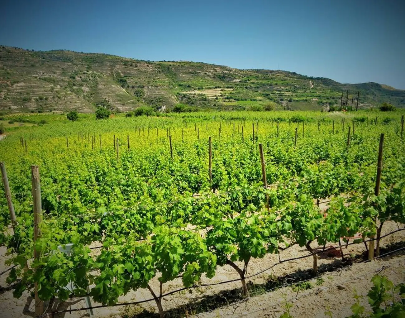 Καδής: Θα συνεχίσουμε τη φιλοαγροτική πολιτική