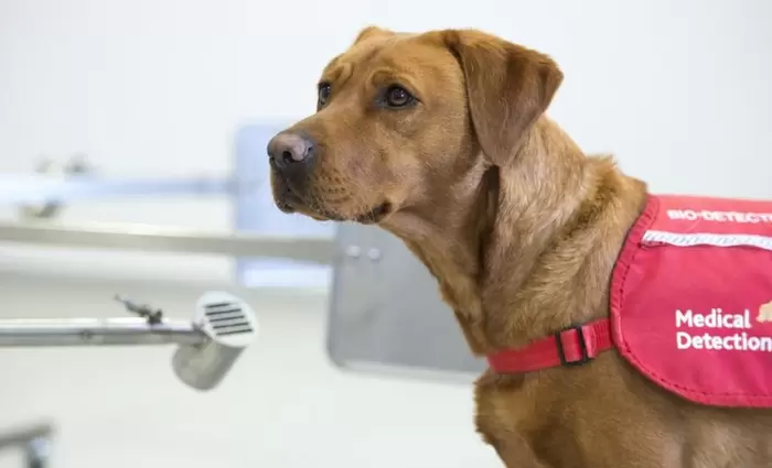 Πιο αποτελεσματικά τα σκυλιά από τα τεστ για την ανίχνευση του κορωνοϊού