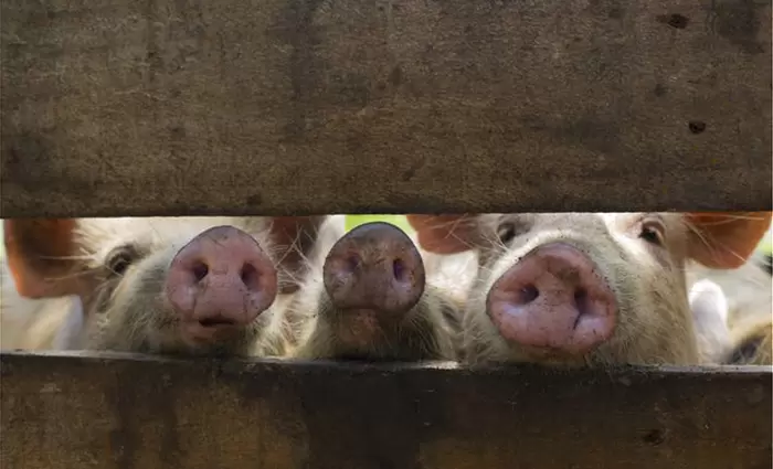 Κίνα: Παγκόσμιες αναταραχές από την θανατηφόρα πανώλη των χοίρων