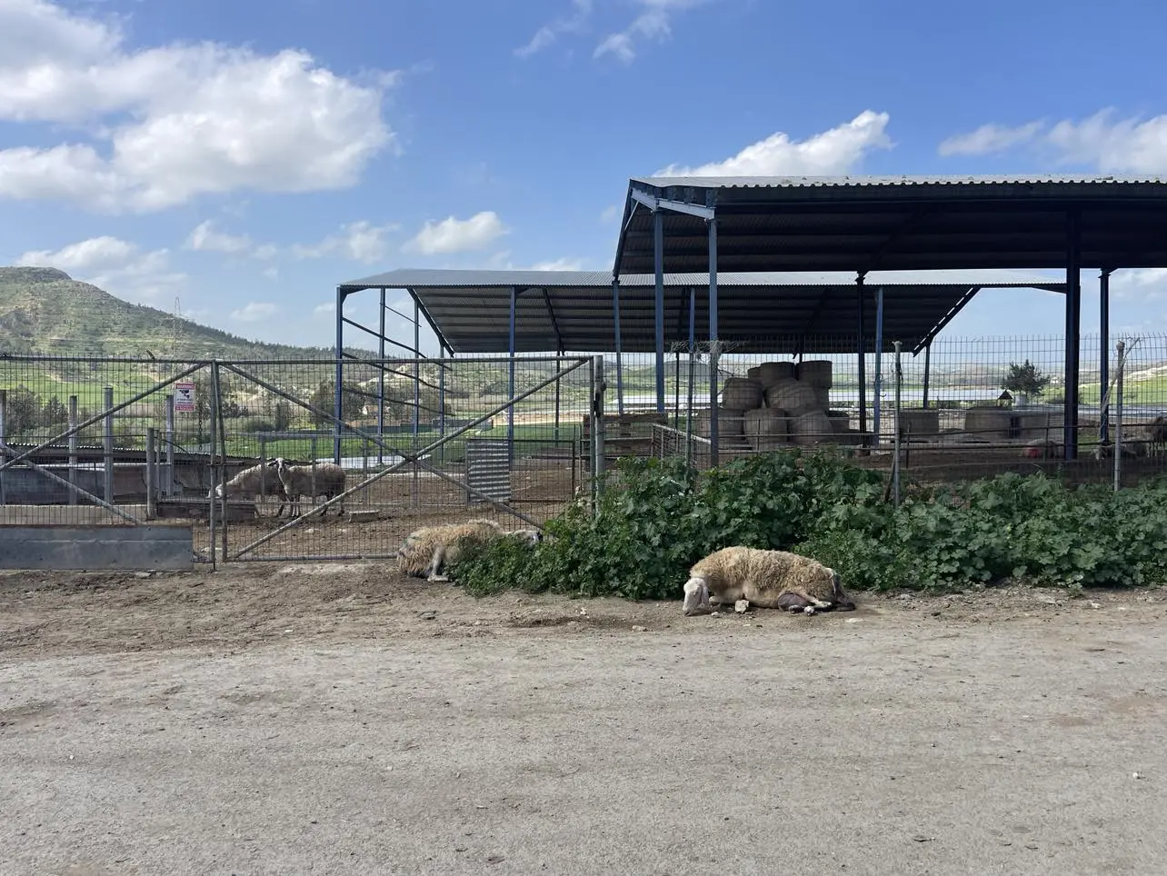 Διαβεβαιώσεις για το χαλλούμι - «Δεν τίθεται θέμα εμπάργκο»