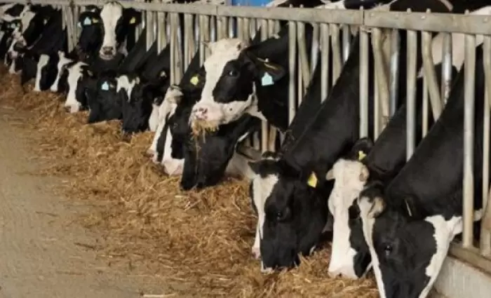 Αγελαδοτρόφοι: «Κατεβαίνουν» Προεδρικό και στα γραφεία της ΕΕ στις 3 Οκτωβρίου