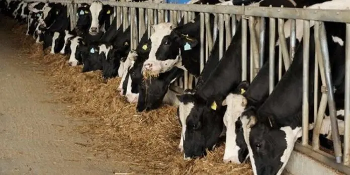 Αγελαδοτρόφοι: «Κατεβαίνουν» Προεδρικό και στα γραφεία της ΕΕ στις 3 Οκτωβρίου