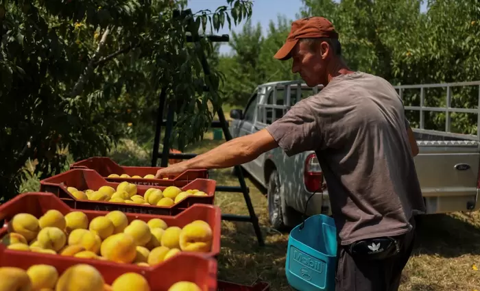 Γιατί η αντι-αγροτική πολιτική της Κομισιόν θα αυξήσει τις τιμές των τροφίμων