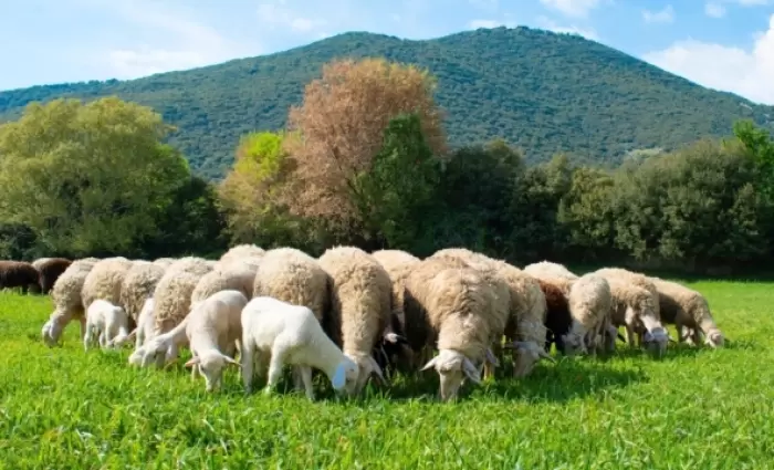 Πανώλη στα αιγοπρόβατα: SOS από Κτηνιατρικές Υπηρεσίες με αφορμή τα κρούσματα στην Ελλάδα