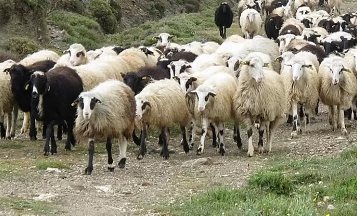 Δυσαρεστημένοι και οι αιγοπροβατοτρόφοι για ποσοστωση στο χαλλούμι