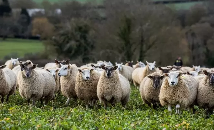 Καδής: Υπάρχουν καλής ποιότητας αμνοερίφια σε καλές τιμές