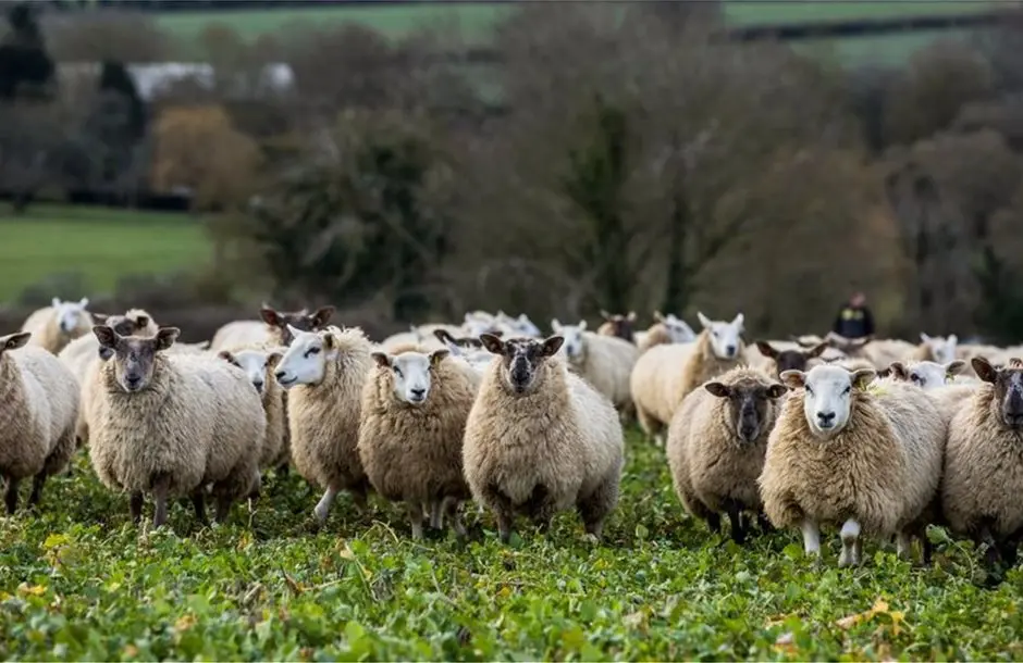 Καδής: Υπάρχουν καλής ποιότητας αμνοερίφια σε καλές τιμές