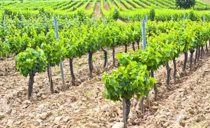 Προκήρυξη για Πρόγραμμα Στήριξης Αμπελοοινικού Τομέα