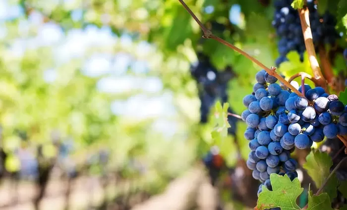 Ευρωπαϊκοί πόροι ύψους 40 εκ. στον κυπριακό αμπελοοινικό τομέα 