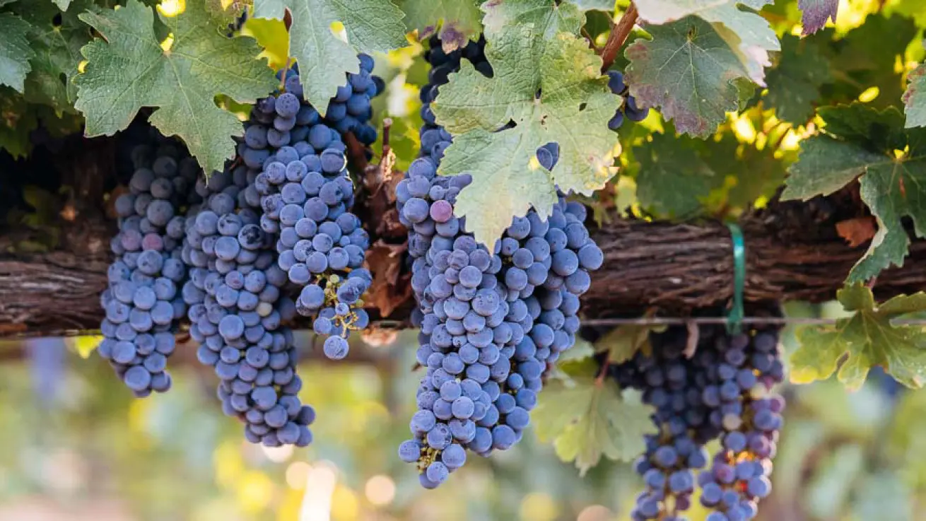 ΣΟΔΑΠ: Σε χαμηλά επίπεδα η συνολική παραγωγή σταφυλιών