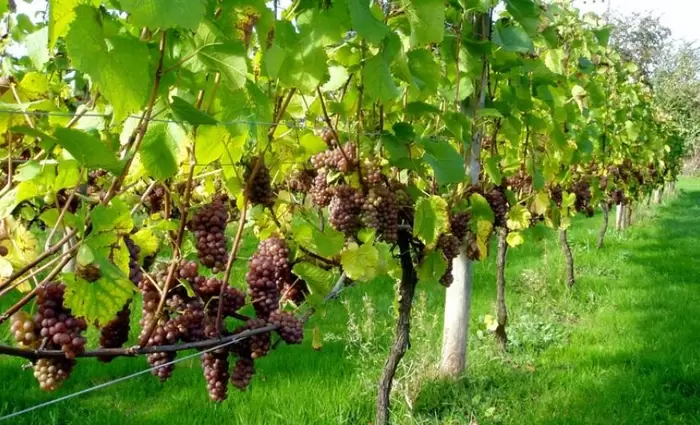 Παρέμβαση οικονομικής στήριξης σε οινοποιούς ανακοίνωσε ο Υπ. Γεωργίας