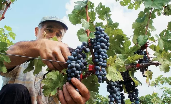 Κυβέρνηση: Πόσα «πληρώνει» σε οινοποιούς και αμπελουργούς μέχρι το 2027