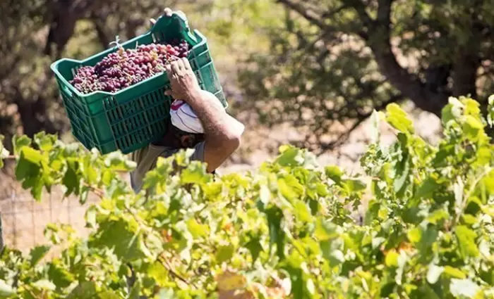 Στον οινοτουριστικό χάρτη η Κύπρος - €22 εκατ. σε αμπελουργούς και οινοποιούς