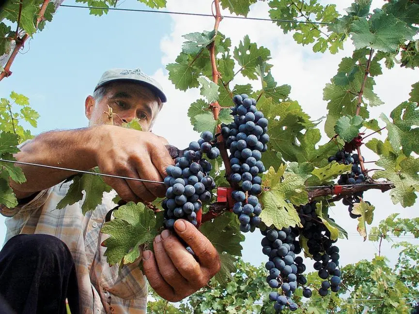 €25,5 εκ. δόθηκαν από τον ΚΟΑΠ για στήριξη του αμπελοοινικού τομέα