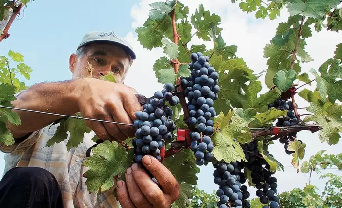 €25,5 εκ. δόθηκαν από τον ΚΟΑΠ για στήριξη του αμπελοοινικού τομέα