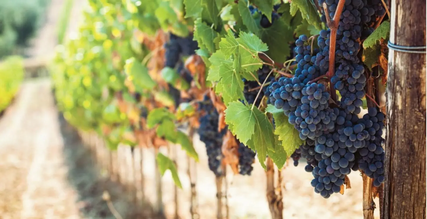 Επιπλέον 4,6 εκ. ευρώ στήριξης για τους Κύπριους αγρότες