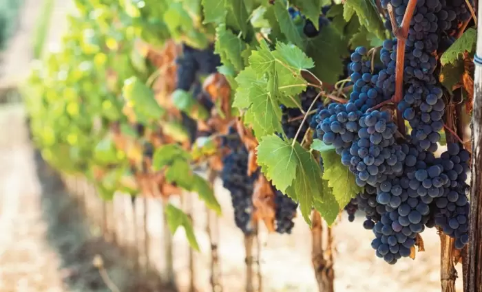 Επιπλέον 4,6 εκ. ευρώ στήριξης για τους Κύπριους αγρότες