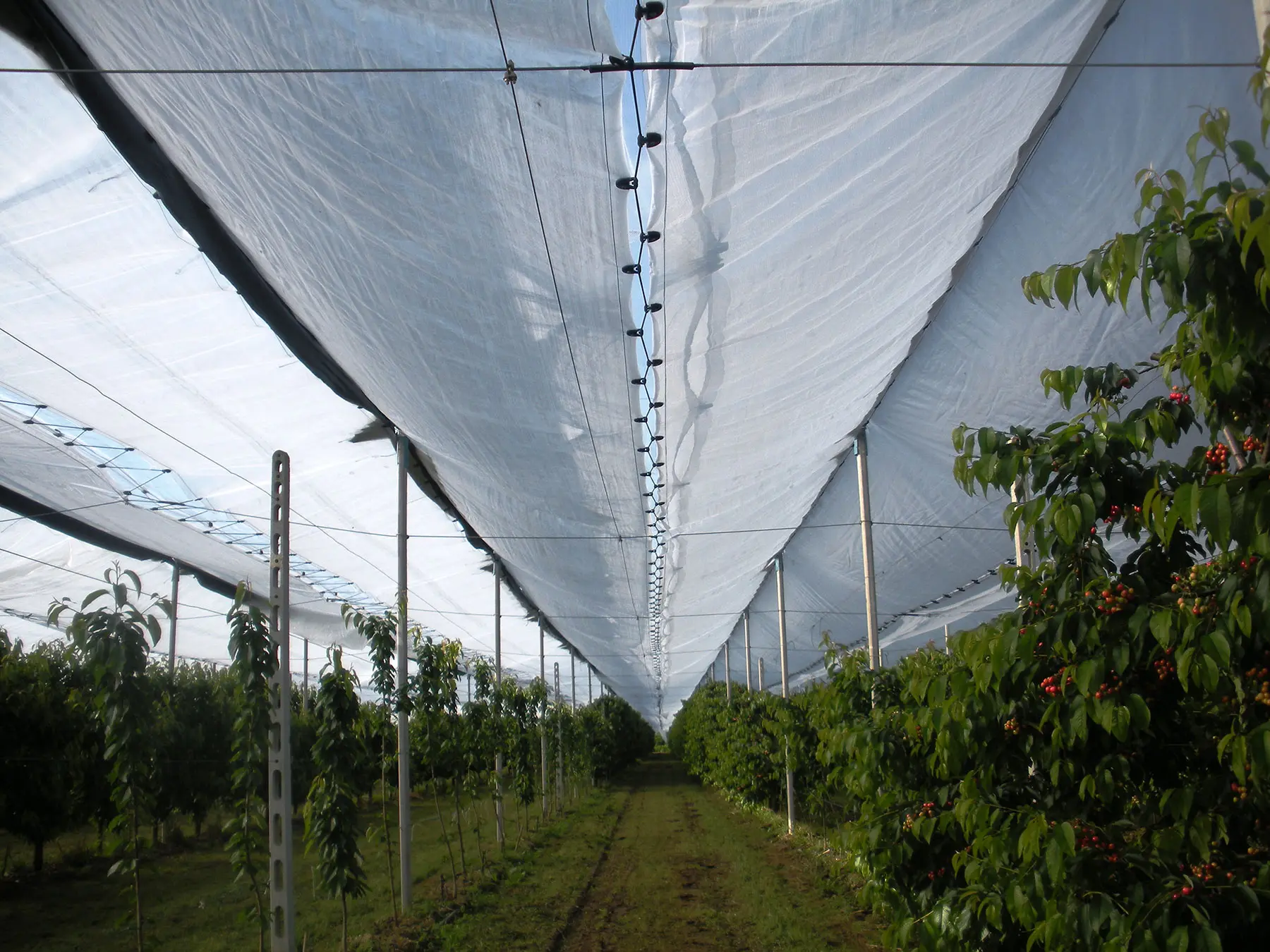 Σε 10 μέρες αδειοδότηση αντιχαλαζικών, αντιβροχινών συστημάτων για καλλιέργειες