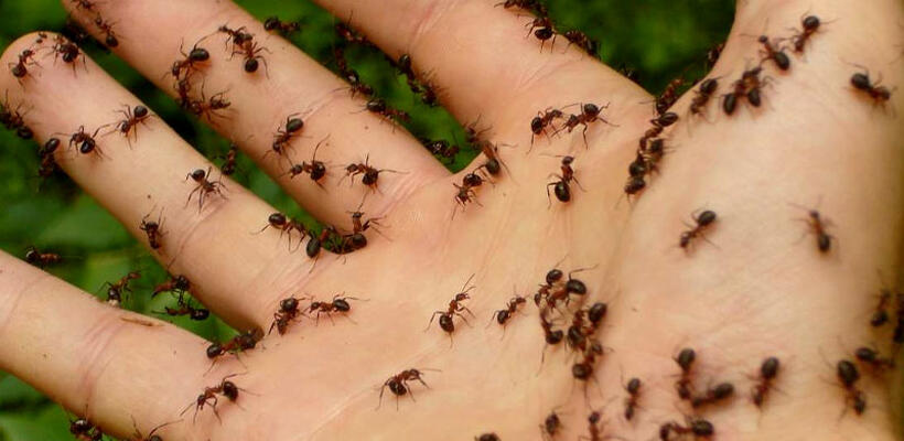 Τελικά πόσα μυρμήγκια υπάρχουν στη Γη;