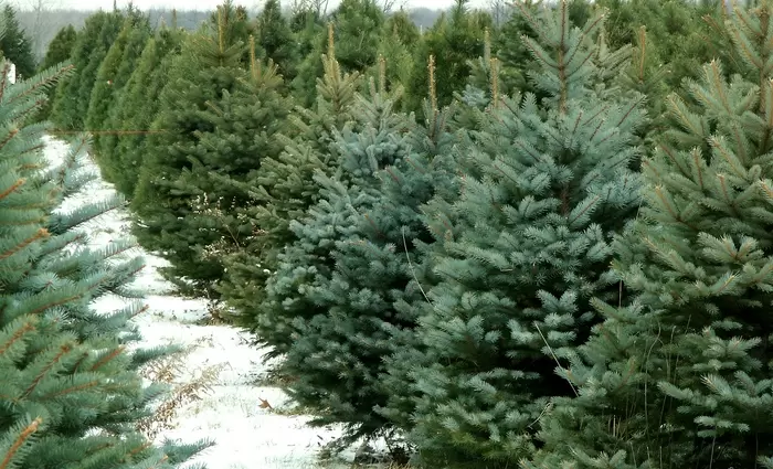 Η Πώληση χριστουγεννιάτικων δέντρων από το Τμ. Δασών άρχισε 