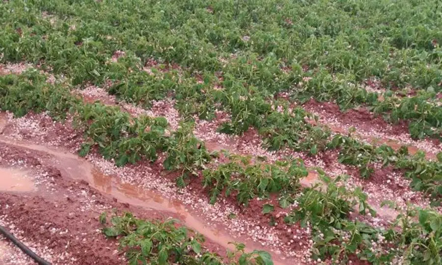 Οδηγίες για άμεση αποζημίωση των πατατοπαραγωγών από Υπ. Γεωργίας