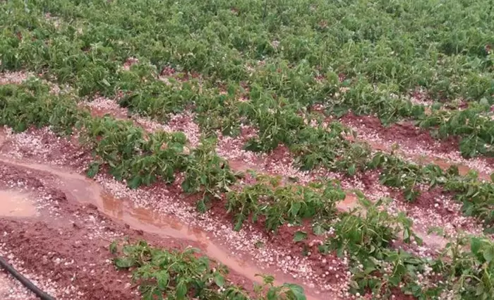 Οδηγίες για άμεση αποζημίωση των πατατοπαραγωγών από Υπ. Γεωργίας