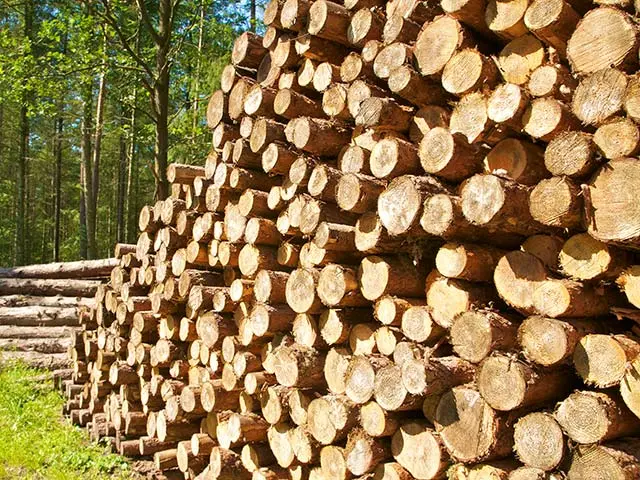 Ανθεί η παράνομη ξυλεία: Αυτοψία στα μπλόκα του Τμήματος Δασών (vid)