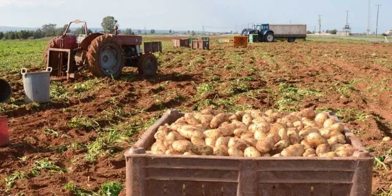 Κακοκαιρία: Στήριξη γεωργών σε προτεραιότητα, λέει ο ΓΔ του Υπ. Γεωργίας
