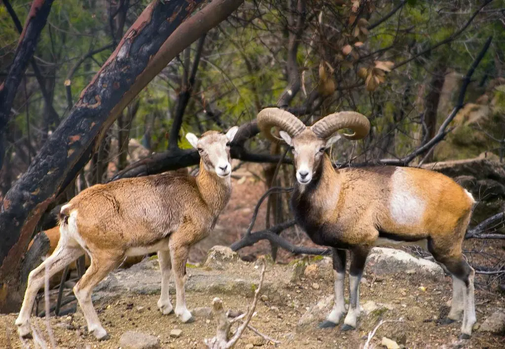 Σχέδια για προστασία των καλλιεργειών από τα αγρινά