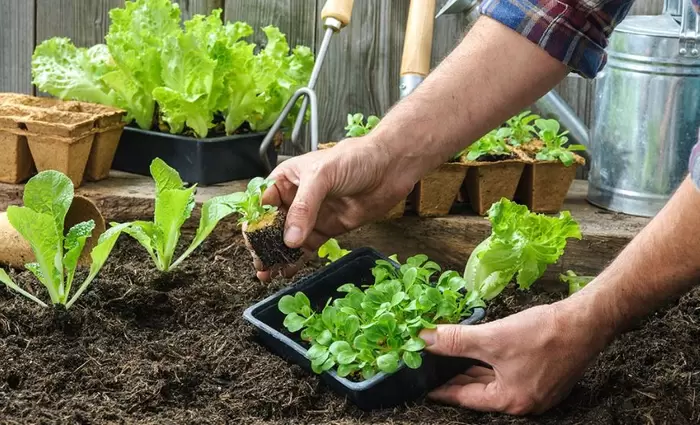 Πώς η κηπουρική θα σώσει τον κόσμο