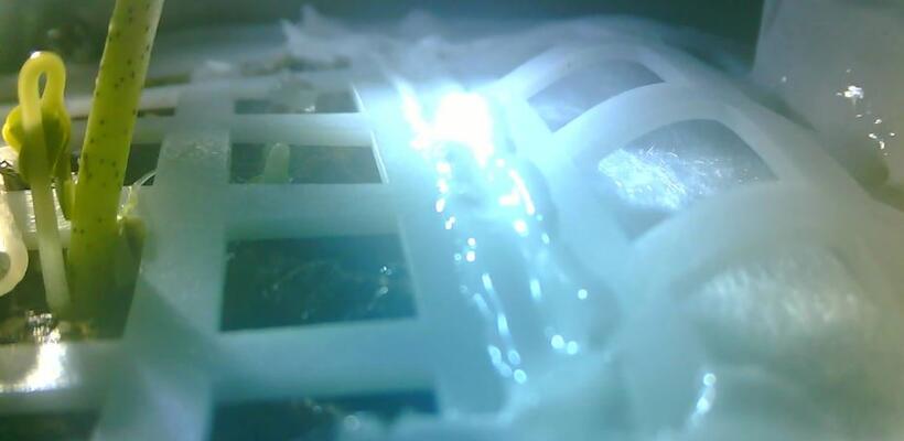 Λίγες μόνο ώρες επέζησαν τα φυτά στην σκοτεινή πλευρά της Σελήνης