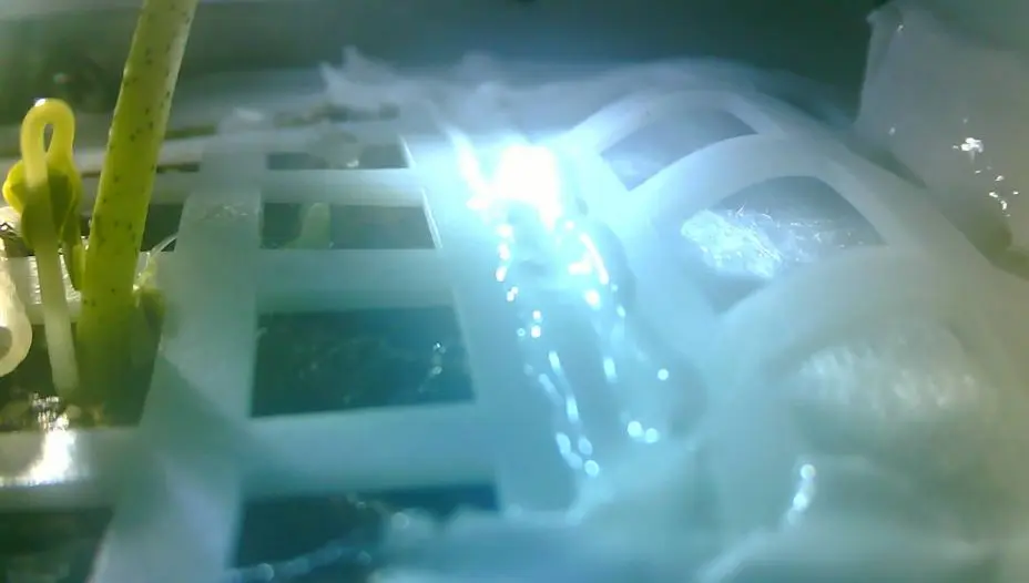 Λίγες μόνο ώρες επέζησαν τα φυτά στην σκοτεινή πλευρά της Σελήνης