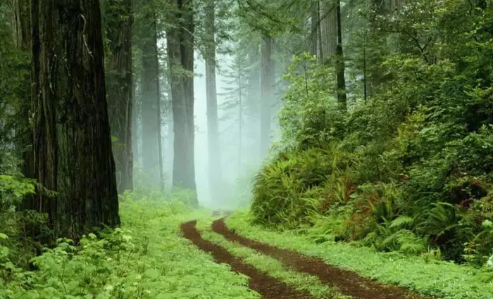 Ο πλανήτης έχει περισσότερα δέντρα από ό,τι πριν από 20 χρόνια