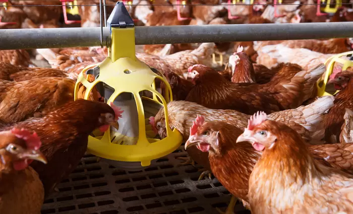 Τα φτηνά κοτόπουλα και η εισαγωγή ζάχαρης χτυπούν την Νότια Αφρική 