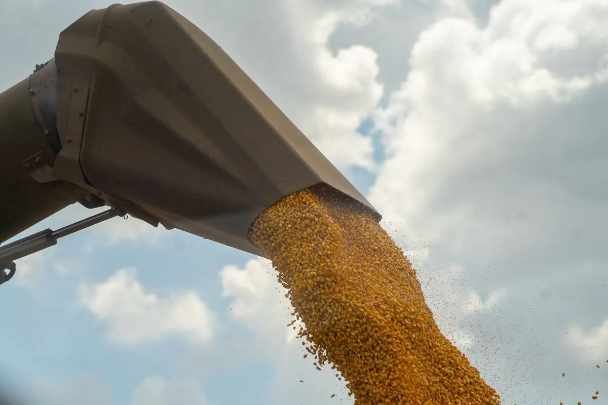 Κίνα: Σε υψηλό δυο μηνών το καλαμπόκι – Οι βροχές και τα προβλήματα μεταφοράς ανεβάζουν τις τιμές