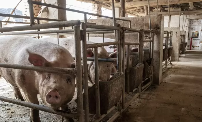 Η Κίνα προσπαθεί να αντιμετωπίσει τον αποπληθωρισμό μέσω της μείωσης… του χοιρινού