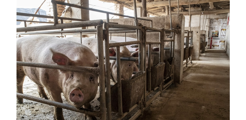 Η Κίνα προσπαθεί να αντιμετωπίσει τον αποπληθωρισμό μέσω της μείωσης… του χοιρινού