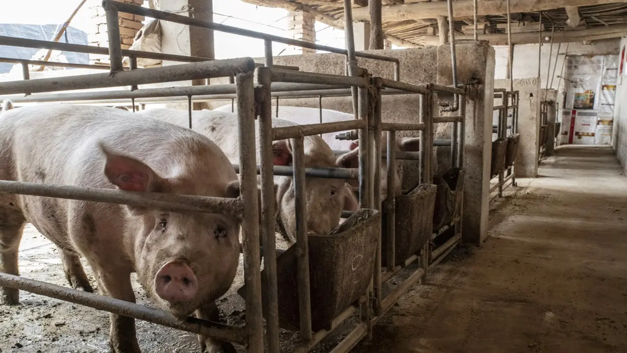 Η Κίνα προσπαθεί να αντιμετωπίσει τον αποπληθωρισμό μέσω της μείωσης… του χοιρινού