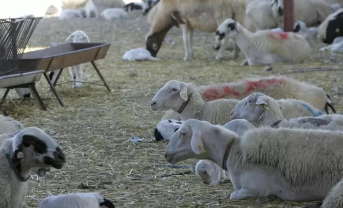 ΚΟΑΠ: Κατέβαλε €3 εκ. σε δικαιούχους αιγοπροβατοτρόφους