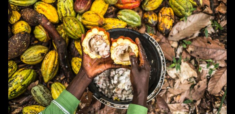 Κακάο: Η παγκόσμια κρίση συνεχίζεται – Αγωνία για καλυφθεί η ζήτηση (γραφήματα)